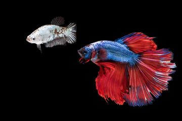 siam betta fish in thailand