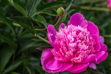 Obraz premium pink peonies grow in the garden, close-up