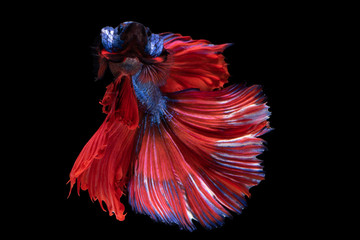 siam betta fish in thailand