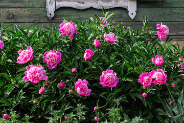pink peony bush growing in the garden, old rural house in the background