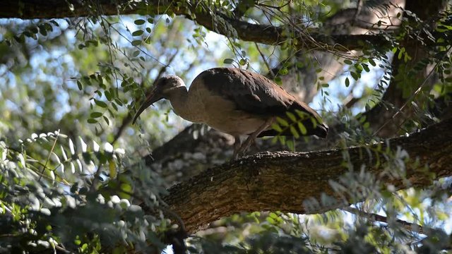 Hadeda Ibis walking along a tree branch
