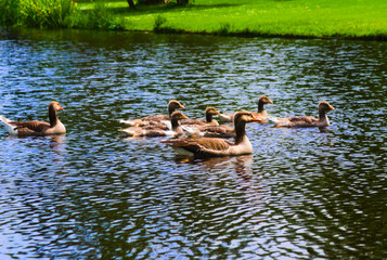 ducks swimming in the vondelpark swimming in the canal