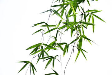 Fototapeta na wymiar Bamboo leaves on white background isotated