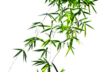 Bamboo leaves on white background isotated