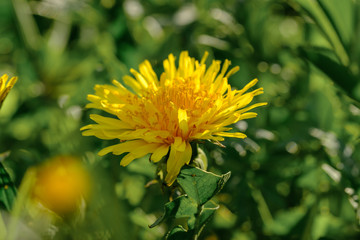 Gelber Löwenzahn (Taraxacum sect. Ruderalia)