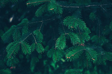 Background a texture furry spruce tree branches