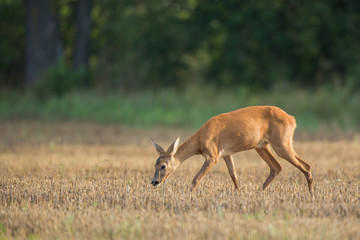 Roebuck - buck (Capreolus capreolus) Roe deer - goat