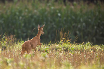 Roebuck - buck (Capreolus capreolus) Roe deer - goat