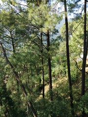 Forest in the winters