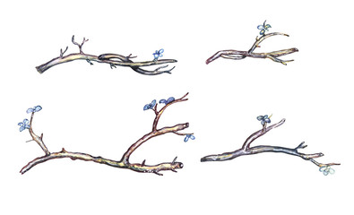 Watercolor twig set