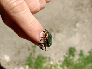 A large beetle sits on the tip of your fingers