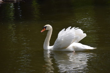 White mute swan in park lake portrait