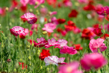 Red and pink flower of corn poppy, Papaver rhoeas