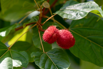 Obraz premium Red fruits of Achiote,Lipstick tree (Bixa orellana), on the branch