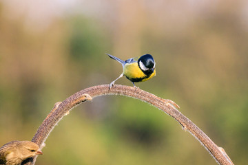 cinciallegra (Parus major) sull'albero
