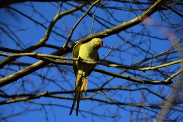 Green rose-ringed parakeet on tree branch