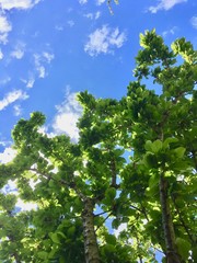 Fototapeta premium green tree in the blue sky