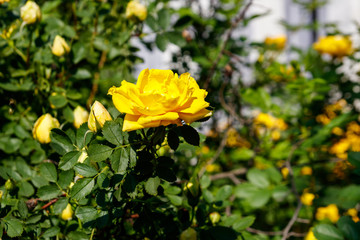 Beautiful bush of yellow roses in the garden