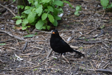 Small black bird with orange beak in park