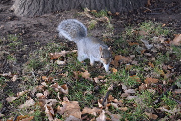 Grey squirrel among yellow fallen leaves in park autumn winter