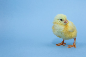 Little yellow chicken on blue background