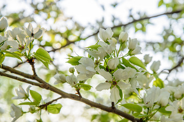 Apple branch with white flowers	