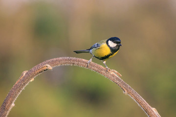 cinciallegra (Parus major) sull'albero