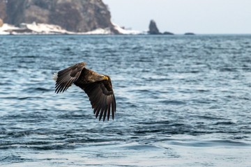 White-tailed eagle in flight, majestic eagle with a fish which has been just plucked from the water in Hokkaido, Japan, eagle with cliffs in background, exotic birding in Asia,wallpaper