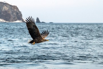 White-tailed eagle in flight, majestic eagle with a fish which has been just plucked from the water in Hokkaido, Japan, eagle with cliffs in background, exotic birding in Asia,wallpaper