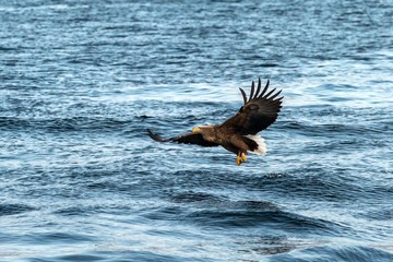 White-tailed eagle in flight, eagle trying to catch fish from the water in Hokkaido, Japan, majestic eagle with ocean in background, majestic sea eagle, exotic birding in Asia,wallpaper
