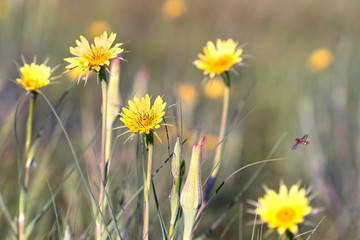 Blooming Tragopogon pratensis  in the meadow. Common names Jack-go-to-bed-at-noon, meadow salsify, showy goat's-beard or meadow goat's-beard