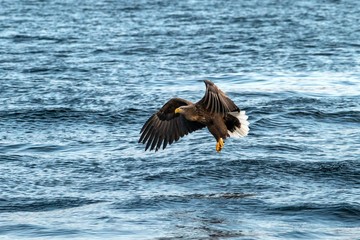 White-tailed eagle in flight, eagle trying to catch fish from the water in Hokkaido, Japan, majestic eagle with ocean in background, majestic sea eagle, exotic birding in Asia,wallpaper