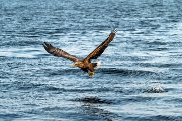 White-tailed eagle in flight, eagle trying to catch fish from the water in Hokkaido, Japan, majestic eagle with ocean in background, majestic sea eagle, exotic birding in Asia,wallpaper