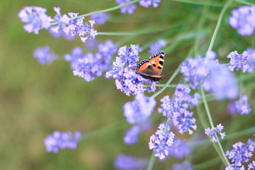 summer butterfly peacock eye on the delicate purple flowers of lavender