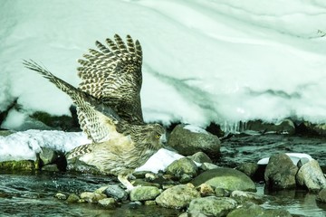 Blakiston's fish owl, bird hunting in fish in cold water creek,  unique natural beauty of Hokkaido, Japan, birding adventure in Asia, big fishing bird in winter scene, wildlife, endangered species