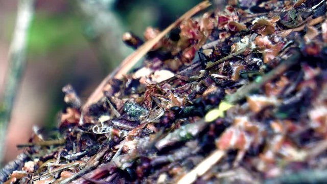 life of ants in a large forest anthill