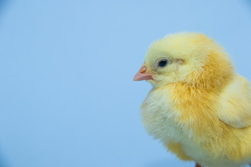 Little yellow chicken on blue background