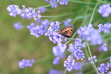 summer butterfly peacock eye on the delicate purple flowers of lavender