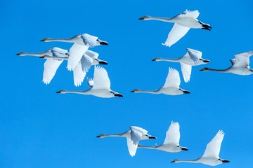 Fototapeta premium Flock of whooper swans (Cygnus cygnus) in flight with outstretched wings against blue sky, winter, Hokkaido, Japan, beautiful royal white birds flying, elegant animal, exotic birding in Asia