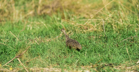 Tinamou in grassland environment, Pampas, Argentina