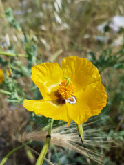 Obraz premium Fiore selvatico