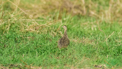 Tinamou in grassland environment, Pampas, Argentina