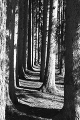 Wood, Allee, Tree, Black&White, Forrest, 