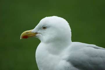 Möve