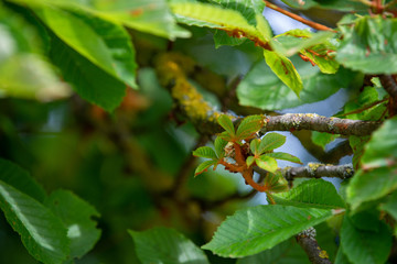 Chestnut tree foliage in spring