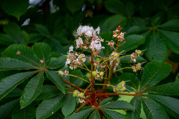 Chestnut tree closeup fading inflorescence and young budding conkers in spring