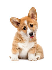 little welsh corgi puppy looking