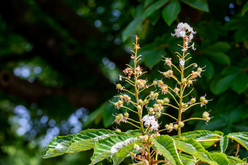 Chestnut tree closeup fading inflorescence and young budding conkers in spring