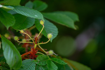 Chestnut tree closeup young budding conkers in spring