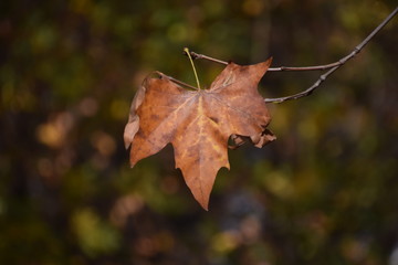 Dry yellow brown leaf on tree branch closeup autumn winter colours